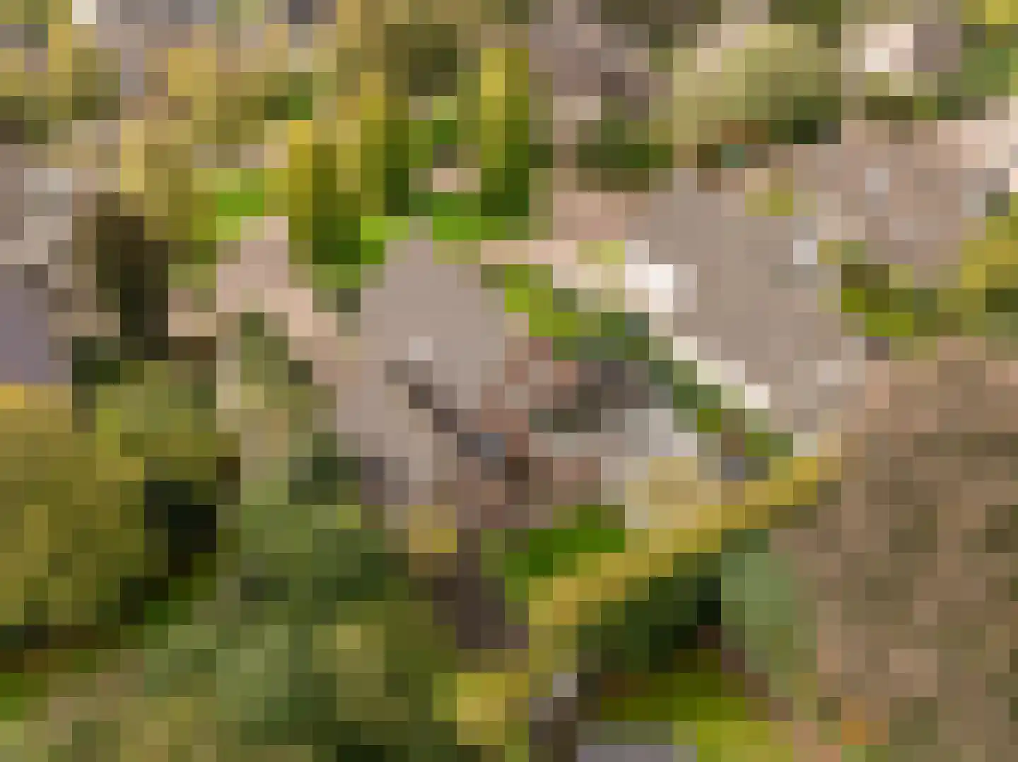 Kienstobbe 9 Zuidwolde thumbnail 46