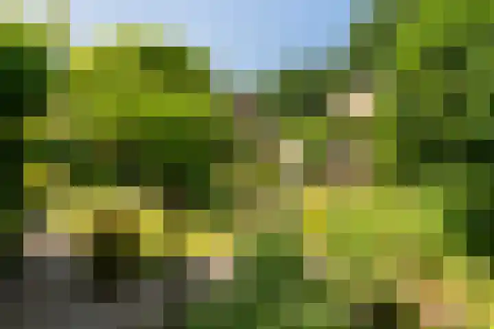 Kieveen 11 Westerbork thumbnail 24