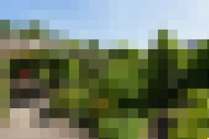 Kieveen 11 Westerbork thumbnail 30