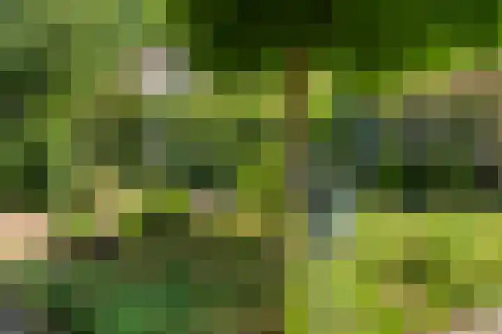 Kieveen 11 Westerbork thumbnail 43
