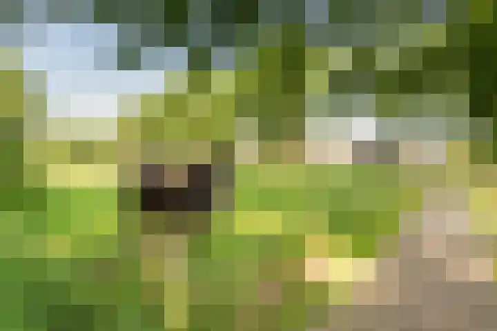 Kieveen 11 Westerbork thumbnail 44