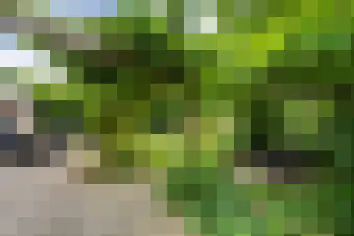 Kieveen 12 Westerbork thumbnail 29