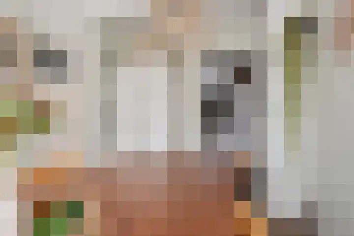 Kievietdonk 64 Veghel thumbnail 18