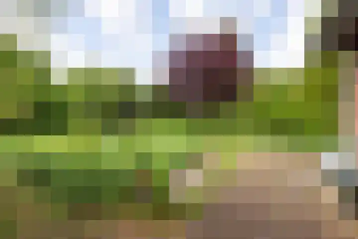 Kievit 1 Grootegast thumbnail 32