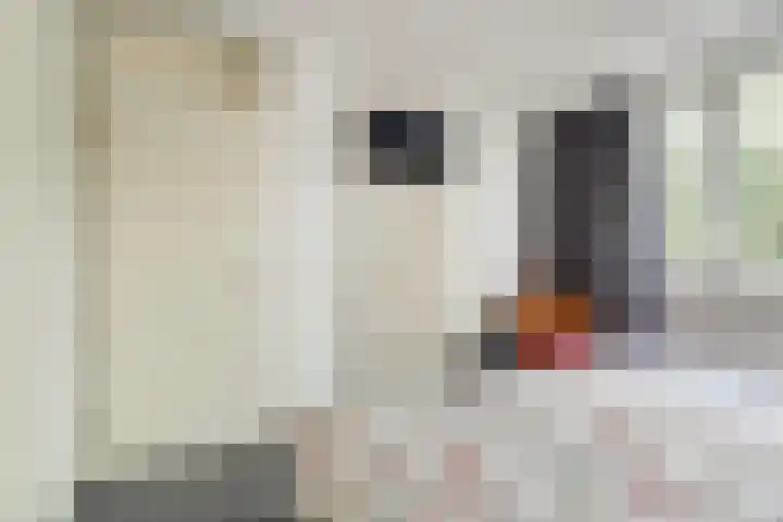 Kievit 10 Doorn thumbnail 15