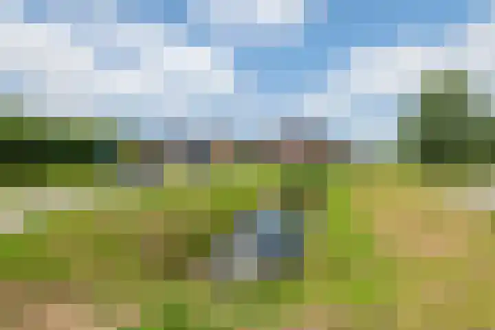 Kievit 100 Maurik thumbnail 57
