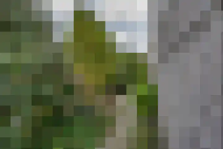 Kievit 11 Lemmer thumbnail 31