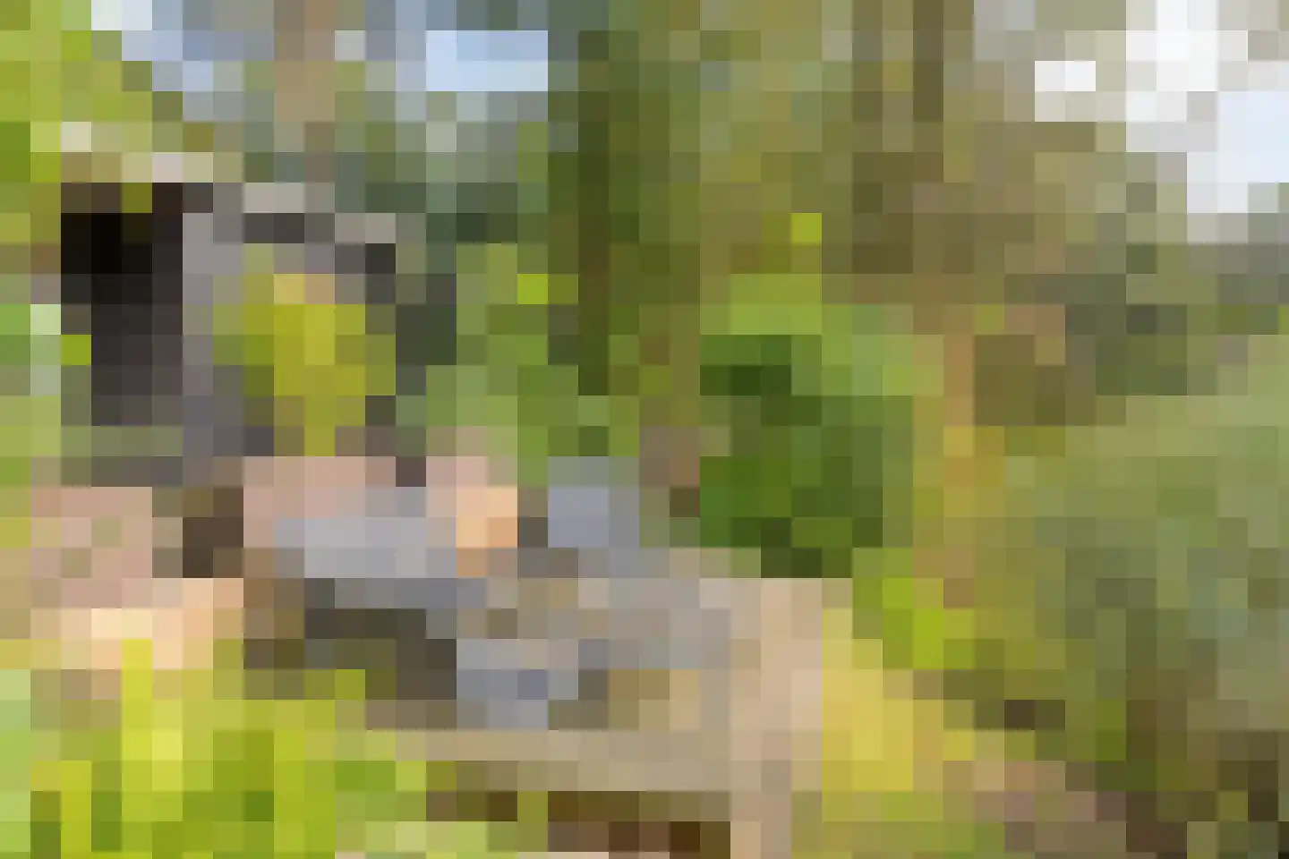 Kievit 12 b 211 Baarle-Nassau thumbnail 27