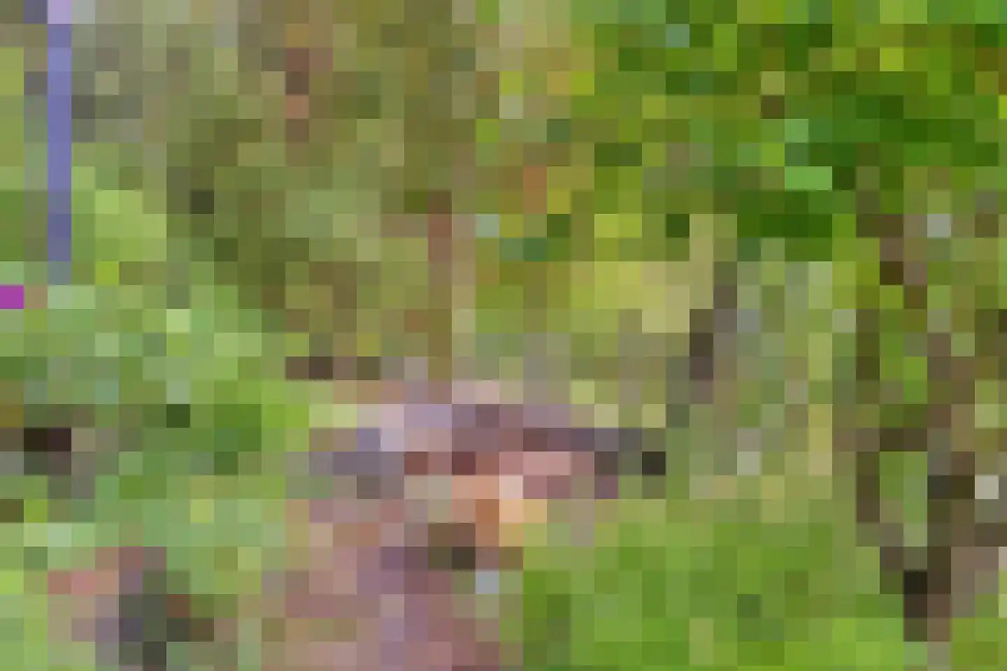 Kievit 12 b 211 Baarle-Nassau thumbnail 33