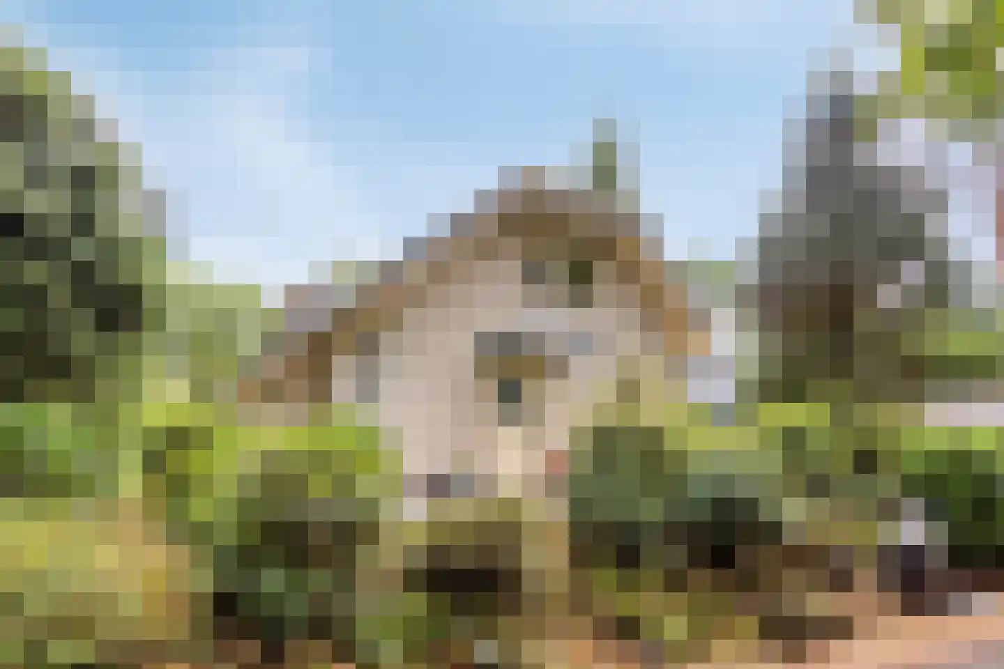 Kievit 12 b 225 Baarle-Nassau thumbnail 37