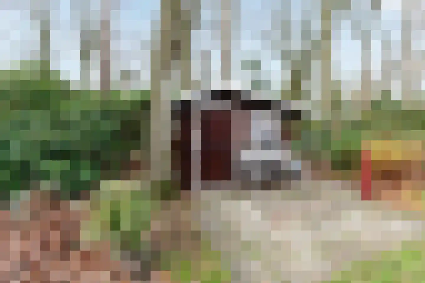 Kievit 12 b 281 Baarle-Nassau thumbnail 15
