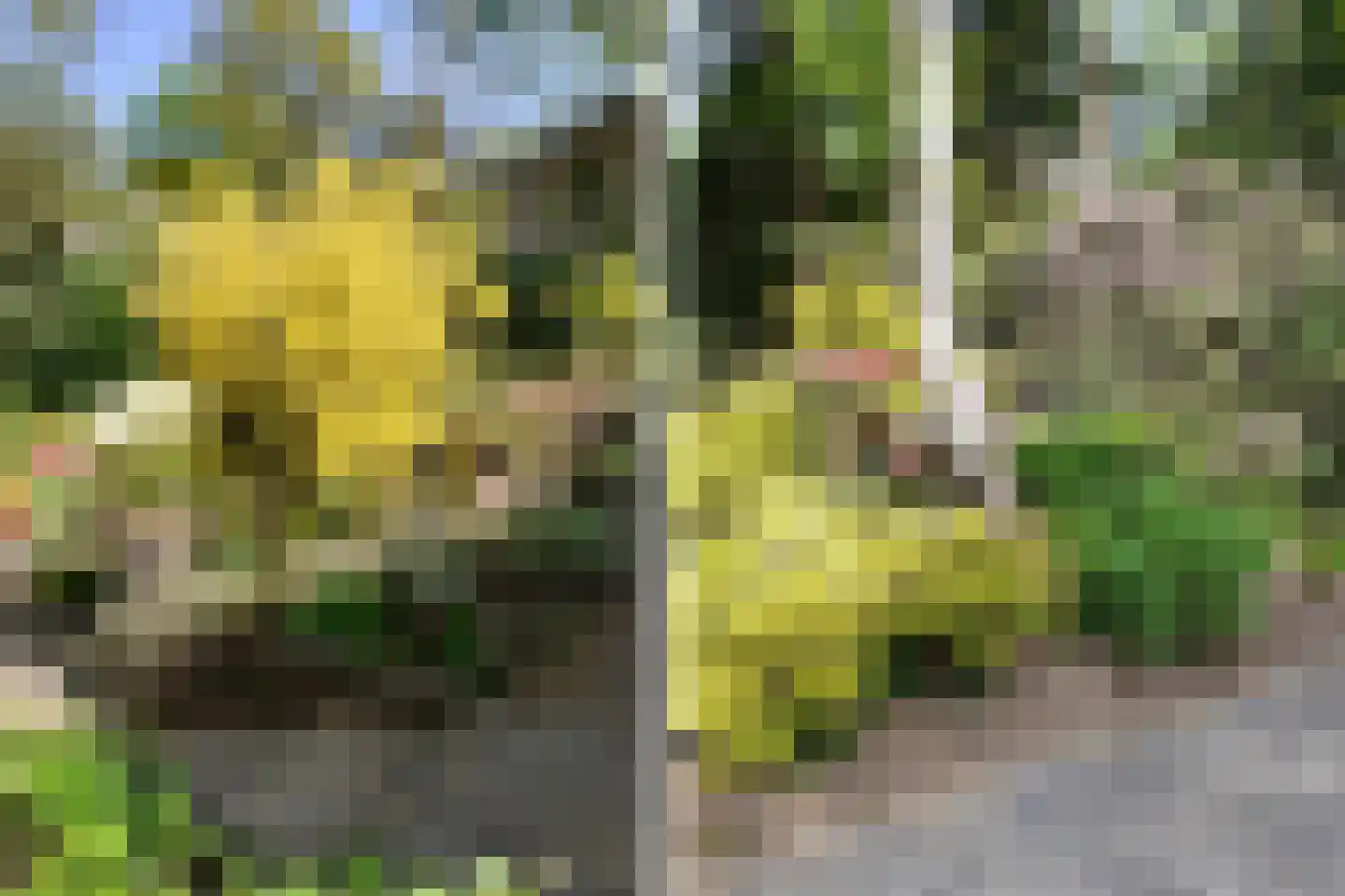 Kievit 12 b 281 Baarle-Nassau thumbnail 24