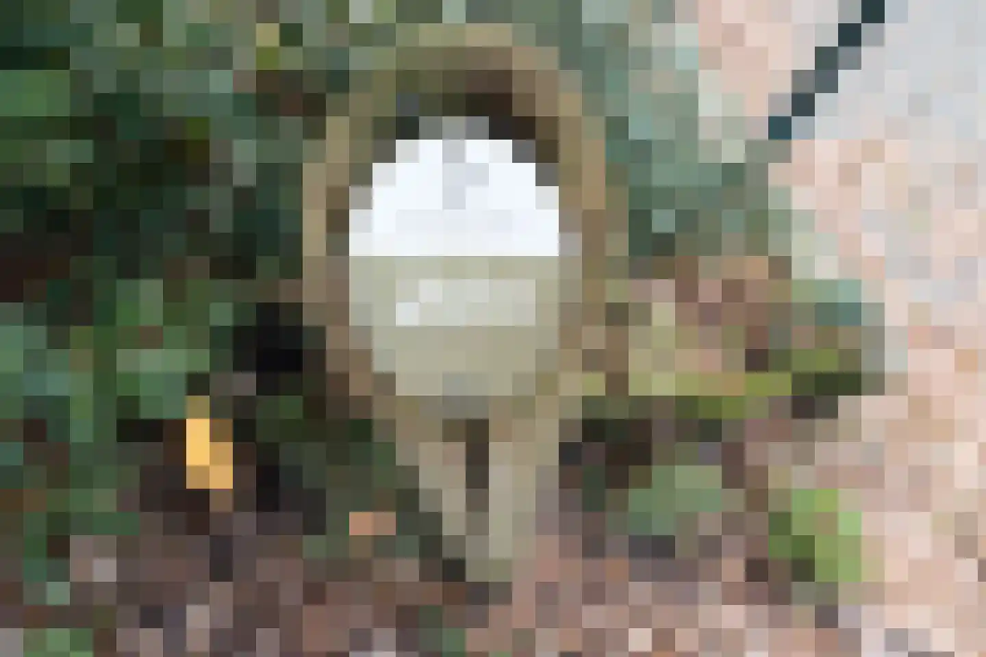 Kievit 12 b 281 Baarle-Nassau thumbnail 25