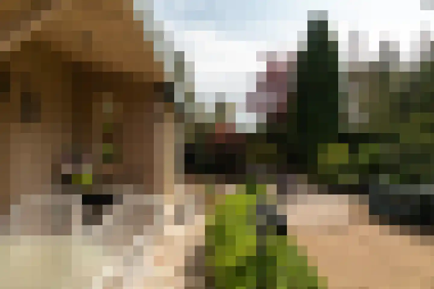 Kievit 12 b 351 Baarle-Nassau thumbnail 13