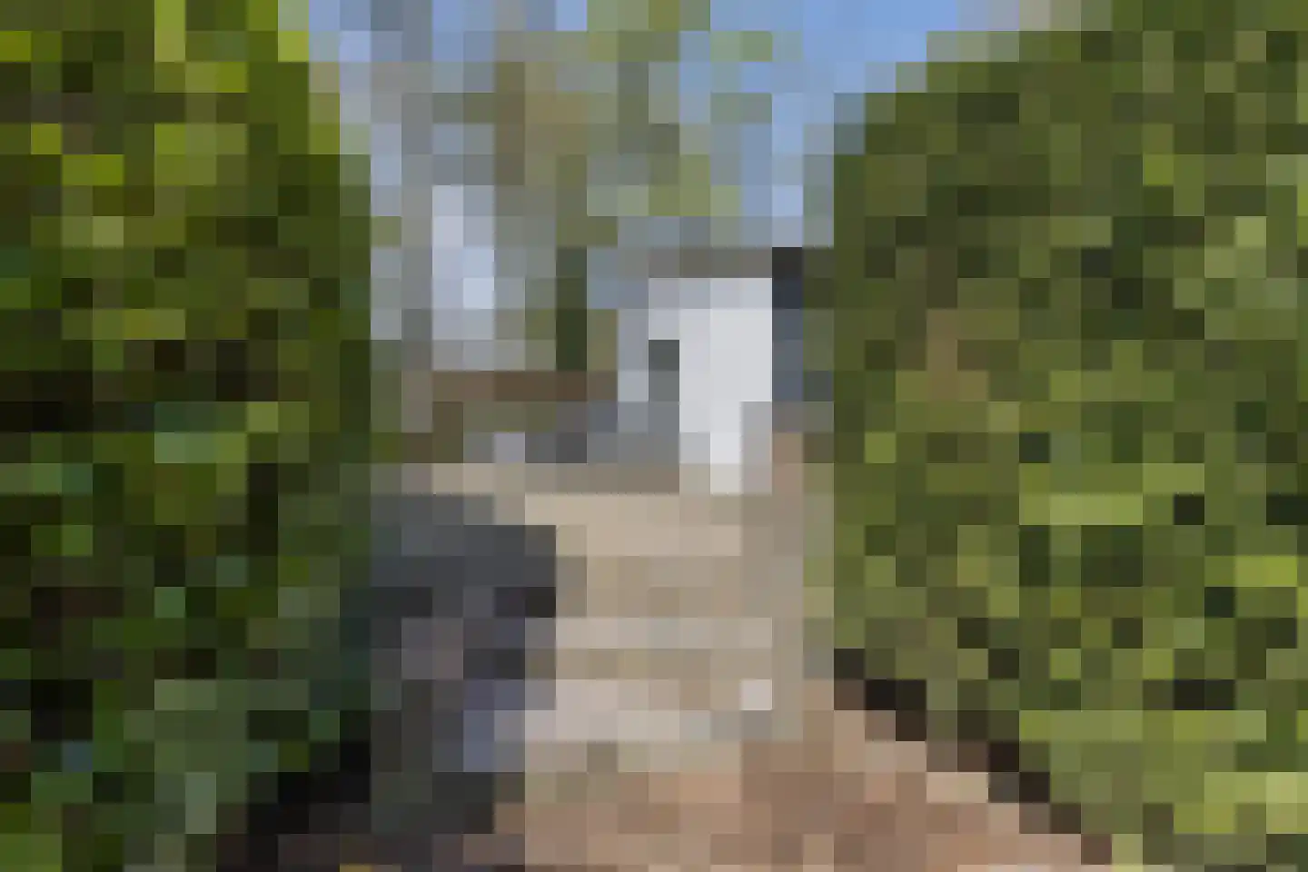 Kievit 12 b 358 Baarle-Nassau thumbnail 6