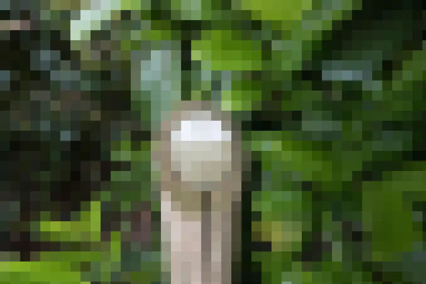 Kievit 12 b 373 Baarle-Nassau thumbnail 20