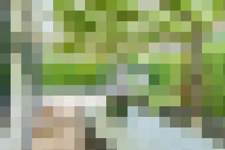 Kievit 12 b 484 Baarle-Nassau thumbnail 17