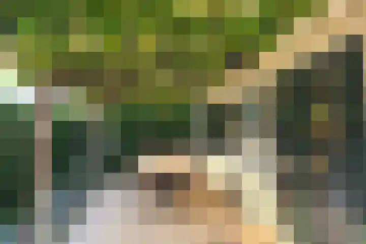 Kievit 12 b 484 Baarle-Nassau thumbnail 21