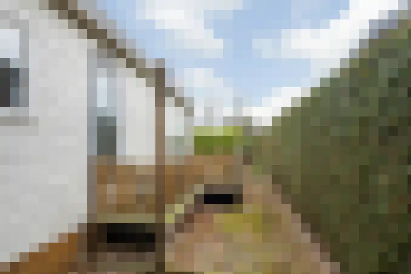 Kievit 12 b 489 Baarle-Nassau thumbnail 23