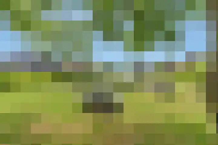 Kievit 12 b 672 Baarle-Nassau thumbnail 27