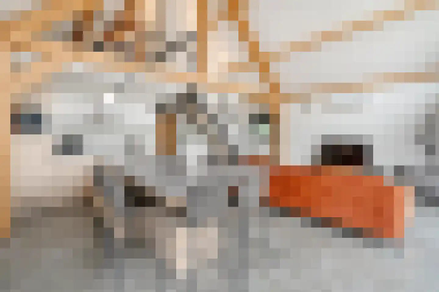 Kievit 12 b 711 Baarle-Nassau thumbnail 8