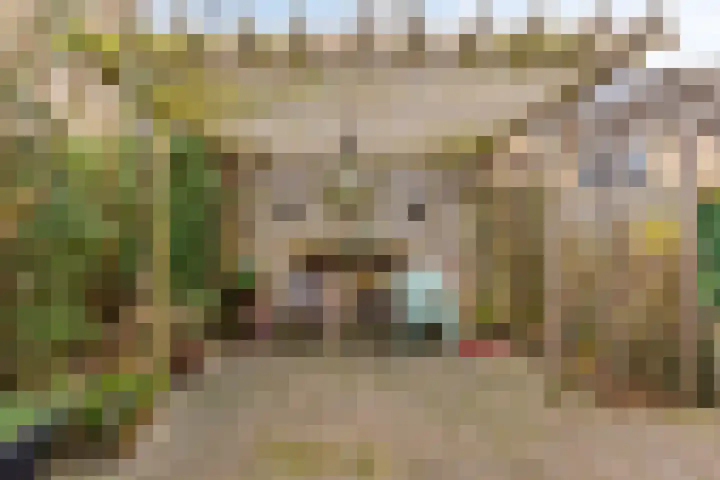 Kievit 14 Gouderak thumbnail 29