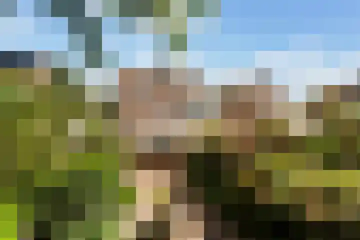 Kievit 15 Oud-Beijerland thumbnail 22