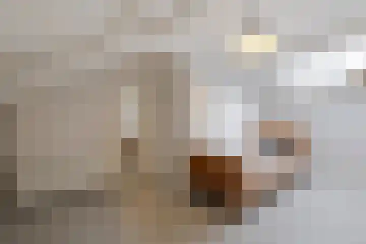 Kievit 17 Hardinxveld-Giessendam thumbnail 31