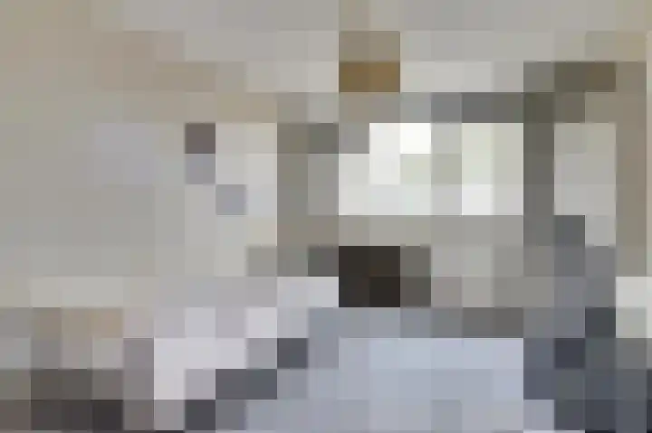 Kievit 20 Gouderak thumbnail 16