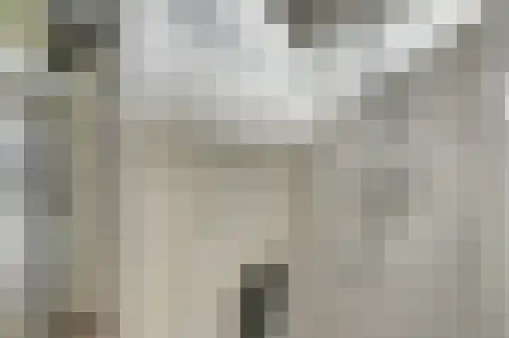 Kievit 20 Gouderak thumbnail 19