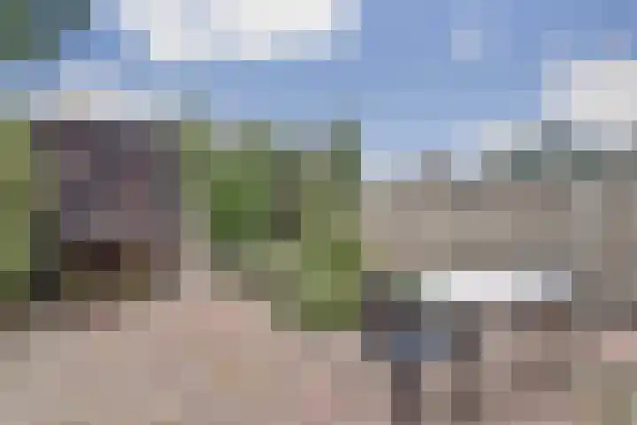 Kievit 20 Gouderak thumbnail 26