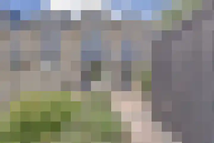 Kievit 20 Gouderak thumbnail 28