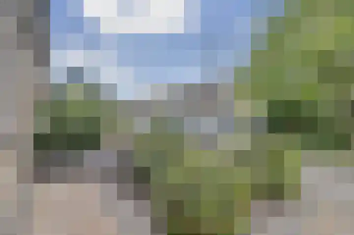 Kievit 20 Gouderak thumbnail 29