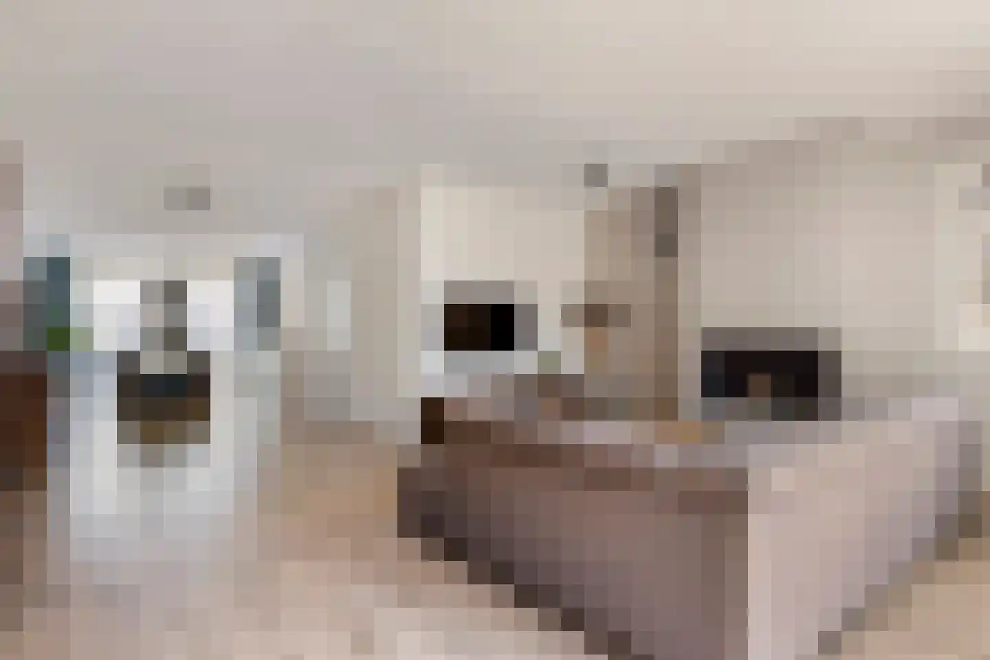 Kievit 20 Maurik thumbnail 13
