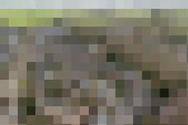 Kievit 22 Doorn thumbnail 37