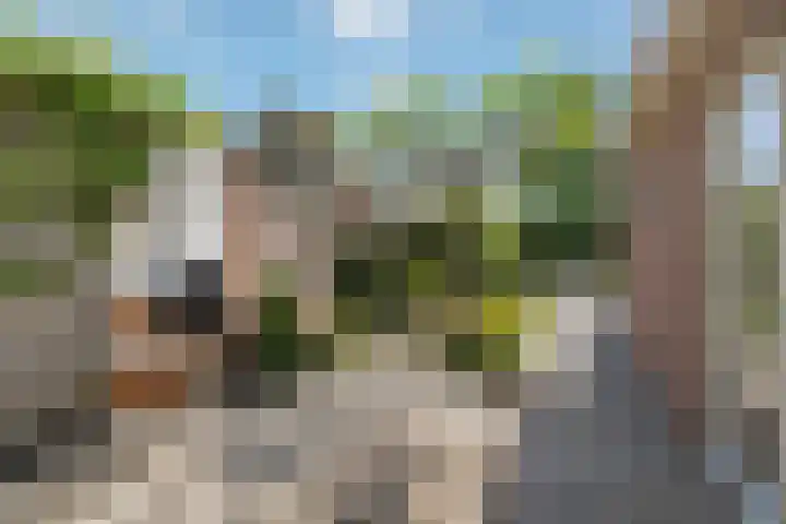 Kievit 22 Raalte thumbnail 25