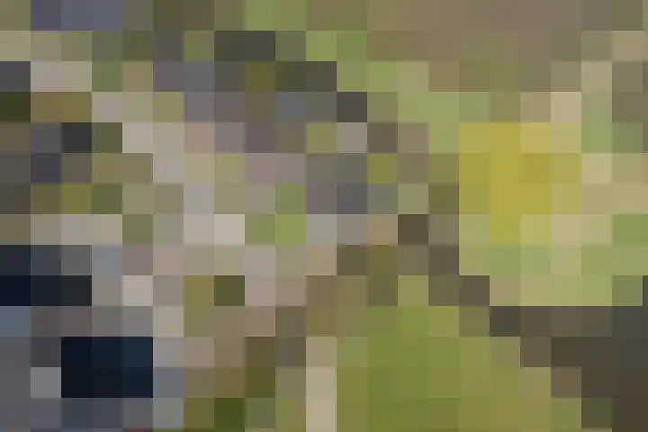 Kievit 23 Grootegast thumbnail 59