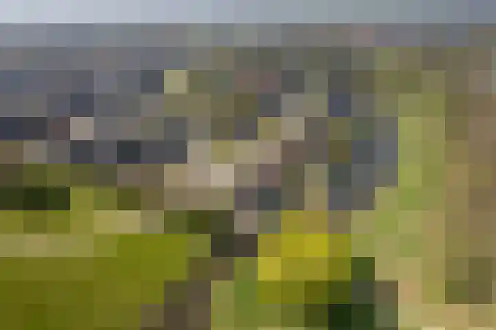 Kievit 23 Grootegast thumbnail 60