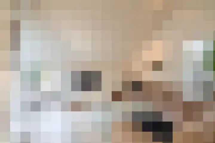 Kievit 25 Lemmer thumbnail 8