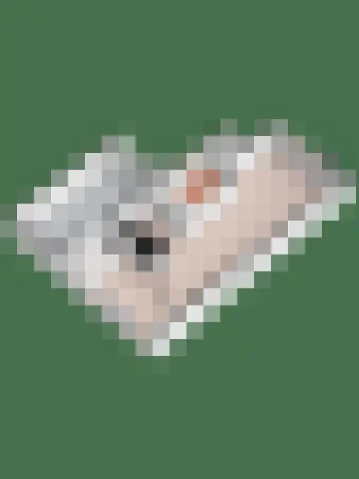 Kievit 32 Wijhe thumbnail 43