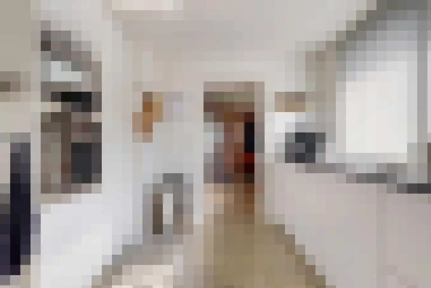 Kievit 36 Castricum thumbnail 13
