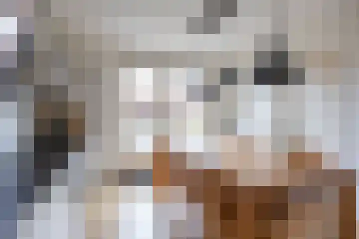 Kievit 4 Grootegast thumbnail 20