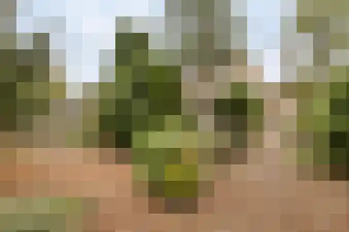 Kievit 5 Oostzaan thumbnail 17