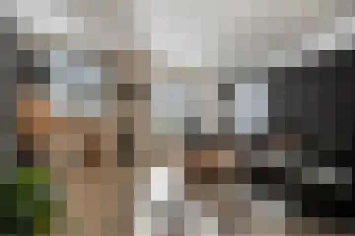 Kievit 58 Wijhe thumbnail 6
