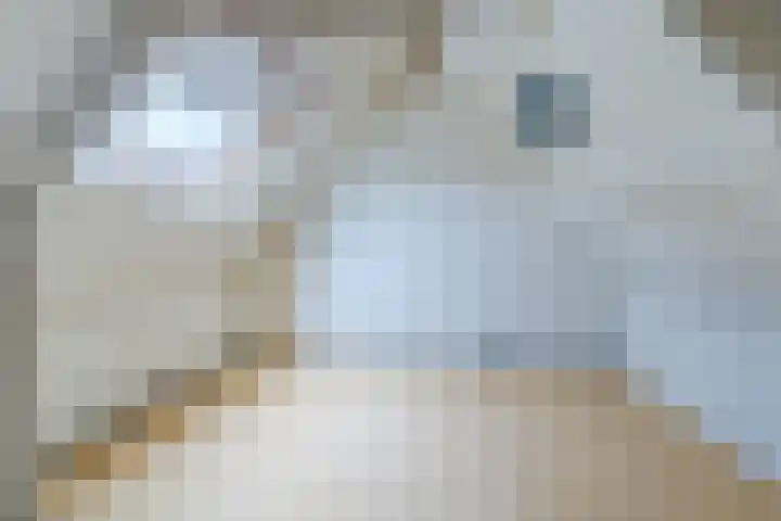 Kievit 7 Oud-Beijerland thumbnail 21