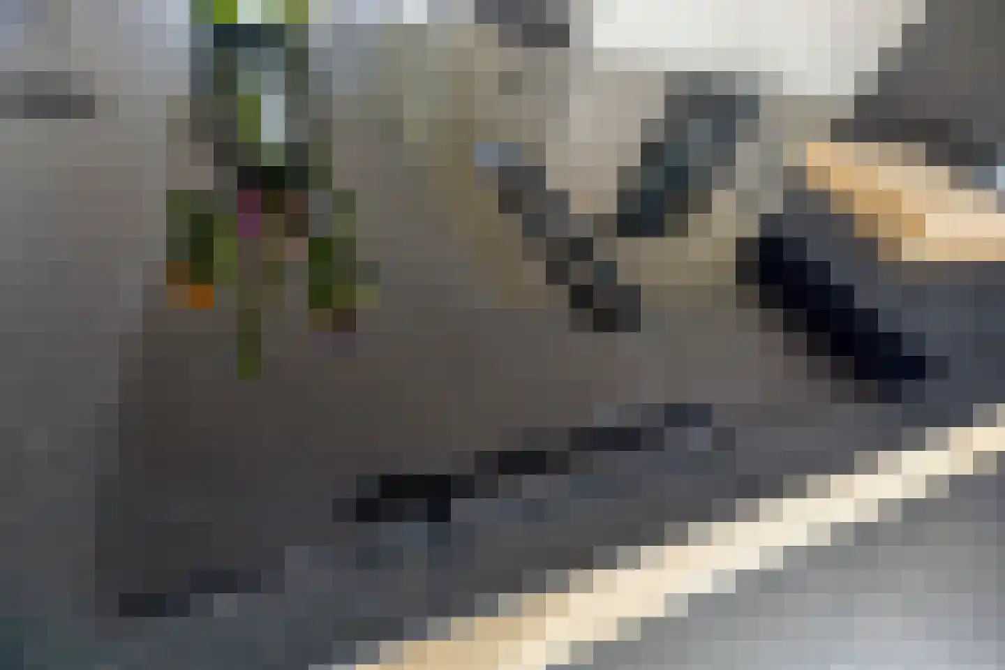 Kievit 80 Maurik thumbnail 7