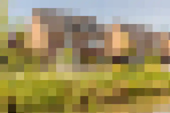 Kievit 94 Maurik thumbnail 77
