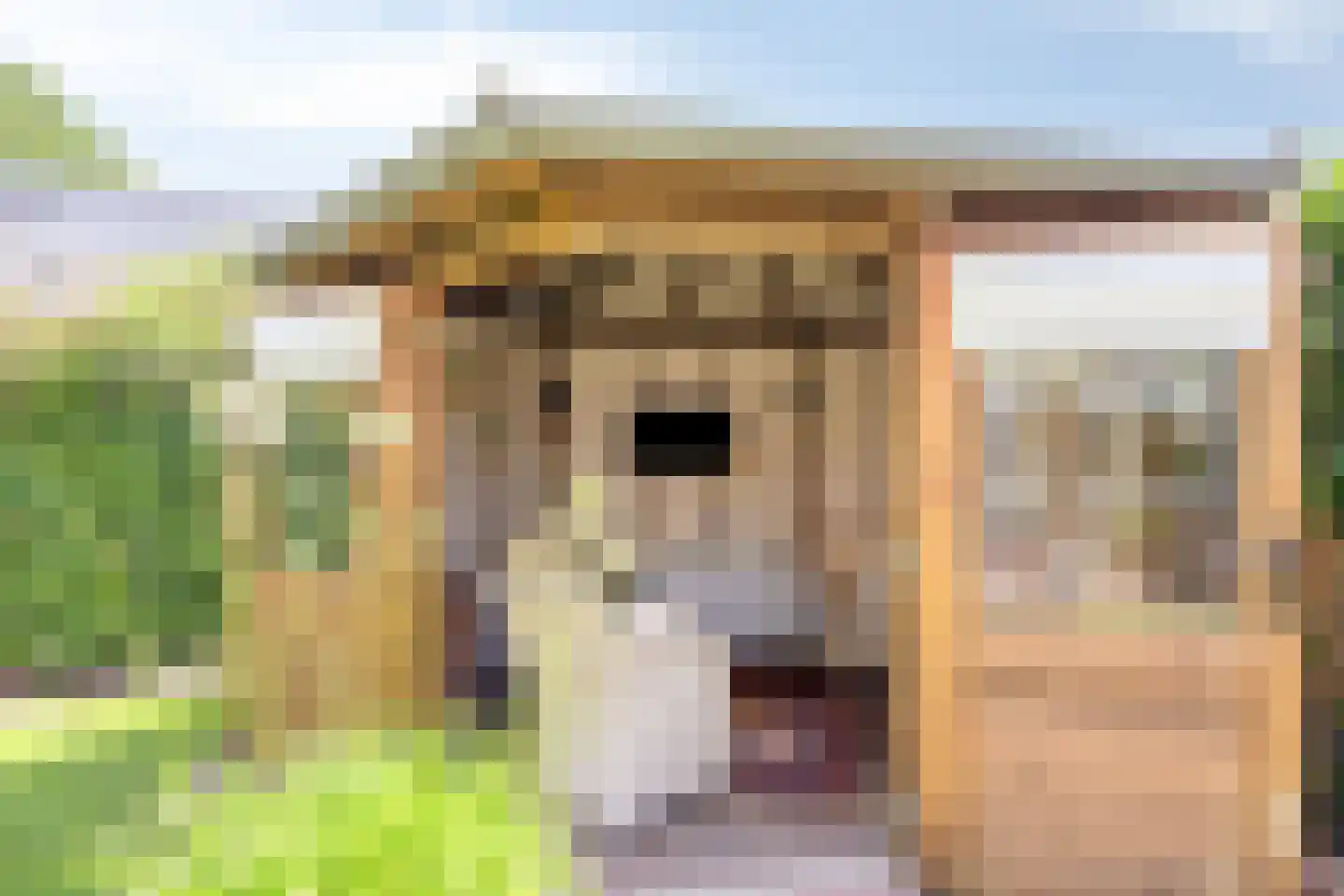 Kievitlaan 22 Boekel thumbnail 38