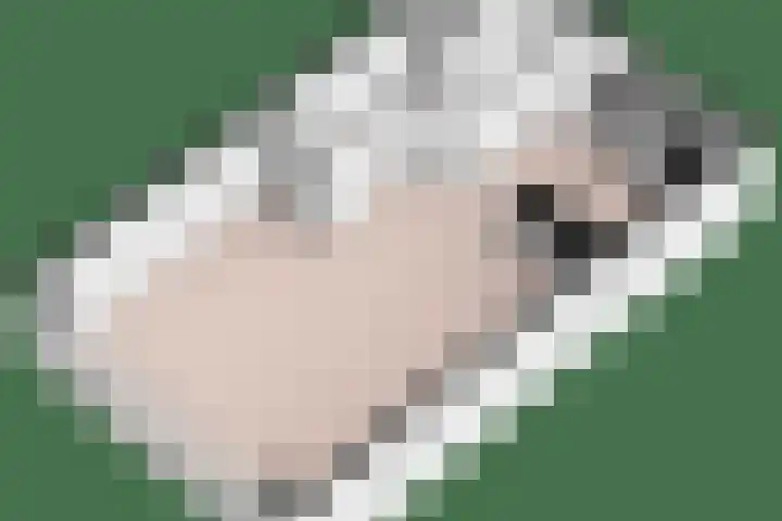 Kievitlaan 34 't Veld thumbnail 11