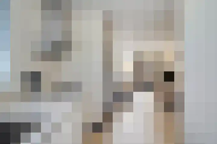 Kievitmeen 132 Harderwijk thumbnail 12